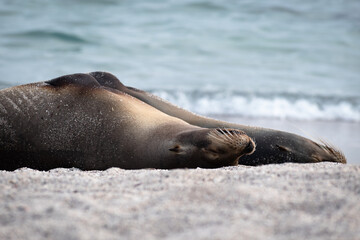Fototapeta premium Sea Lion Resting on Galapagos Beach with Ocean Waves Background