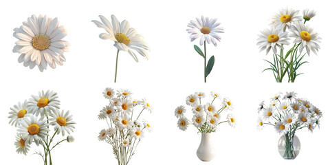Set of daisy mockup in 3d without backoground png for decoration.