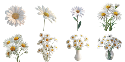 Set of daisy mockup in 3d without backoground png for decoration.