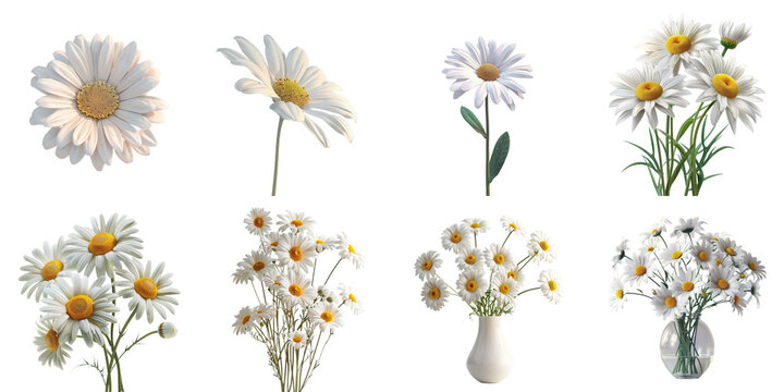 Set of daisy mockup in 3d without backoground png for decoration.