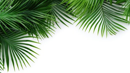 Naklejka premium Palm tree with tropical leaves on a white background with a place to copy text, an even layer of green tropical leaves. The concept of recreation, tourism, and sea travel.