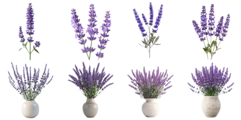 Lavender flower group png transparent with no background for sample presentation.