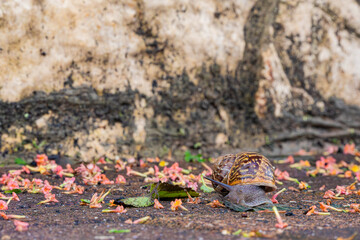 big snail on the sidewalk	