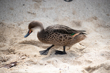 Galapagos Whistling Duck Walking on Mangrove Sand