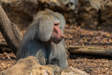 close up of a baboon