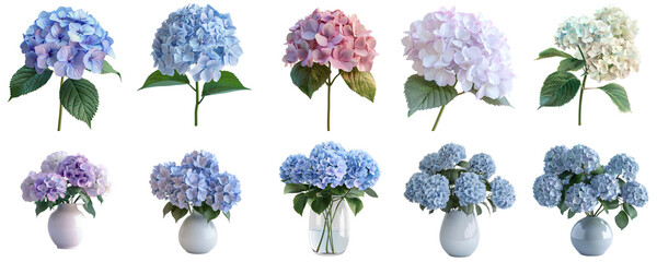 Hydrangea group png transparent with no background for sample presentation.