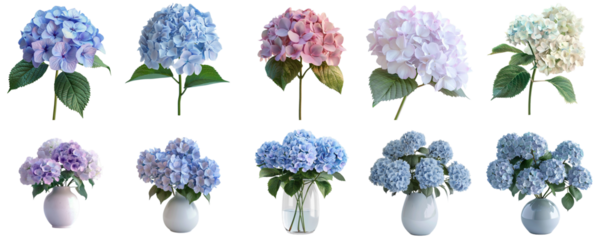 Hydrangea group png transparent with no background for sample presentation.