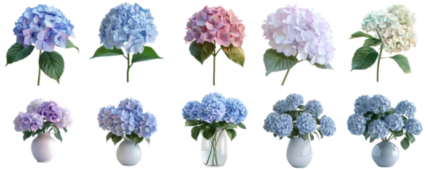 Papier Peint photo autocollant Herbe Hydrangea group png transparent with no background for sample presentation.