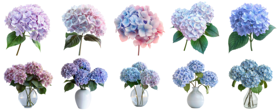 Hydrangea set collection in 3d png transparent no background for decoration.