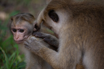 Naklejka premium A mother monkey removing fleas from her cub in Sigiriya, Sri Lanka.