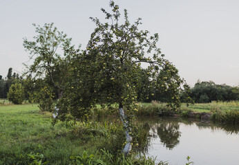 Pond in the countryside in the garden