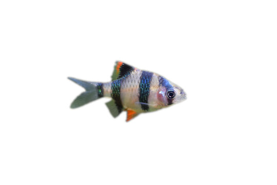 Sumatran barb, aquarium fish on white background