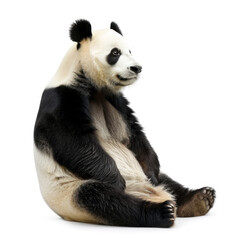 giant panda isolated on white background