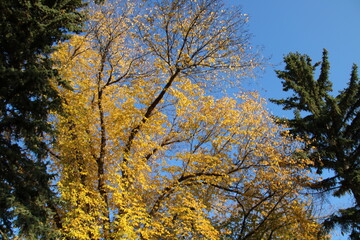 autumn trees against sky, Government House Park, Edmonton, Alberta