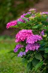 Hydrangea macrophylla bigleaf flowers in bloom, group of pink purple hortensia flowering plants