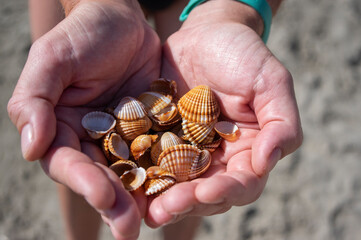 Cerastoderma edule common cockle empty seashells on sandy beach, simplicity background pattern in...