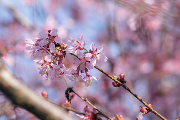 Prunus campanulata bellflower cherry okame flowering early spring ornamental tree, beauty small like bell pink flowers in bloom