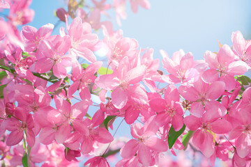 Apple tree blossom, flowers with elegant pink petals blooming in spring fabulous green garden,...