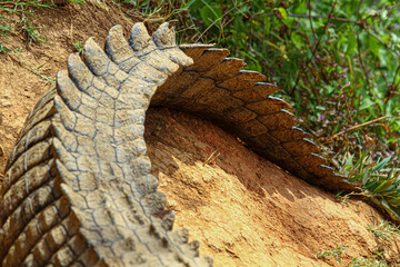 Crocodile's tail