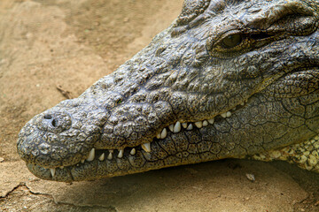 Closeup of a crocodile