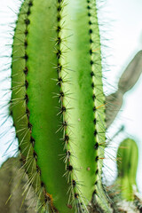 Green Cactus of the Galapagos