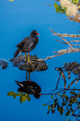 Red and yellow beak, Galapagos