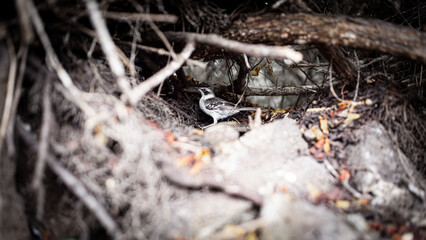 Bird in bushes, Galapagos