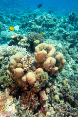 Naklejka na ściany i meble Colorful, picturesque coral reef at bottom of tropical sea, great stony coral Siderastreidae, underwater landscape