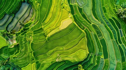 Fototapete Reisfelder drone images of a stunning paddy field with terraces in water season.