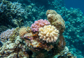 Naklejka na ściany i meble Colorful, picturesque coral reef at the bottom of tropical sea, violet and white Pocillopora, underwater landscape