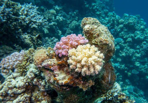 Colorful, picturesque coral reef at the bottom of tropical sea, violet and white Pocillopora, underwater landscape