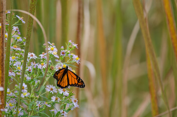 Monarch butterfly lands on a flower