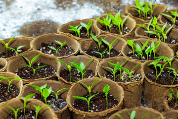 Process of growing pepper seedlings in containers at greenhouse