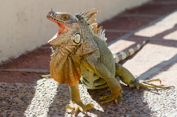 Iguana with mouth wide open