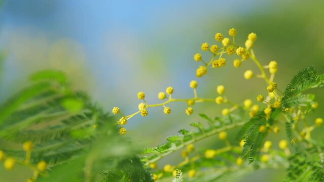 Floral Nature Background. Yellow Gold Flowering Mimosa Tree. Holiday Spring Flower Gold Mimosa Blossom. Still.