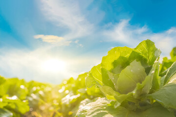 Salatkopf auf einem Acker im Sonnenlicht 