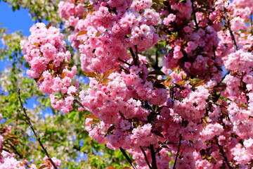 Japanese cherry, sakura tree with beautiful delicate pink flowers blooms in spring in a city park. Sakura background