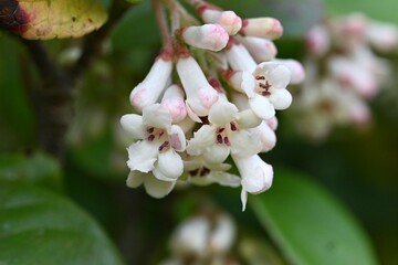 Gomojyu tree ( Vibrnum suspensum ) flowers. Adoxaceae evergreen shrub native to Okinawa, Japan....