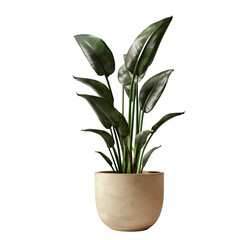 House plant in beige pot isolated on white background