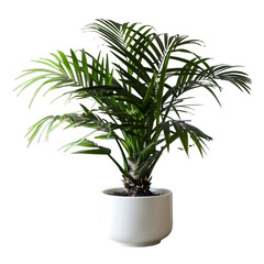ponytail palm in a pot, isolated, white background