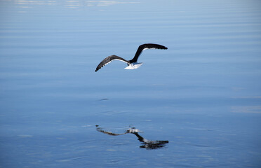 A seagull is flying over a calm water