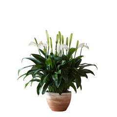 House plant in pot isolated on white background
