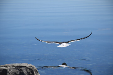 A bird is flying over a calm water