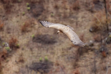 The griffon vulture (Gyps fulvus), Sirente Velino Regional Natural Park, Abruzzo, Italy.