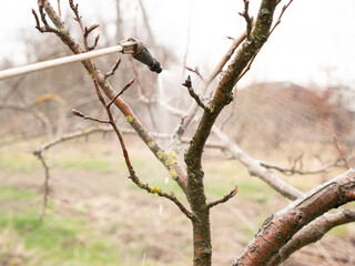 The fruit tree is sprayed against lichens and pests. The concept of the gardener's work.