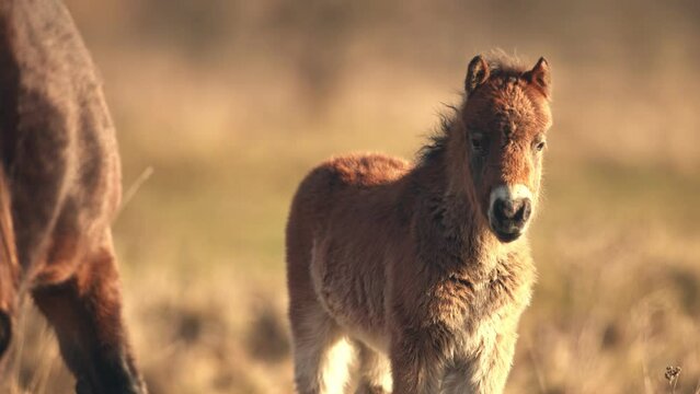Sunlit young wild exmoor pony horse foal have rest standing in the middle of pasture in late autumn nature habitat in Milovice, Czech republic. Protected animals considered as horse ancestor.