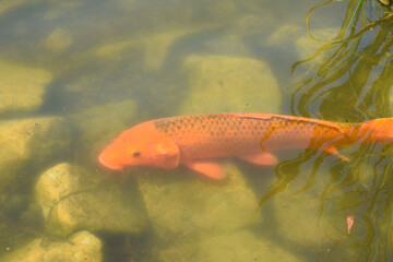 Koi Carps Fish Japanese swimming (Cyprinus carpio) beautiful color variations natural organic