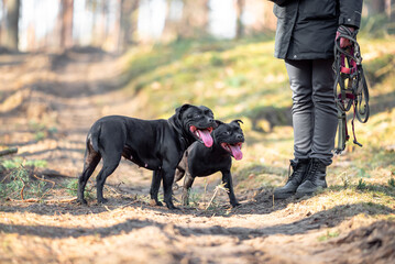 Two beautiful purebred happy black brindle staffordshire bull terriers with open mouth, blurred...