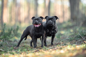 Two beautiful purebred happy black brindle staffordshire bull terriers with open mouth, blurred calm background, green spring grass. Close up pet portrait