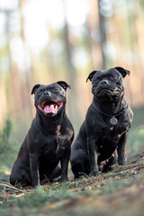 Two beautiful purebred happy black brindle staffordshire bull terriers with open mouth, blurred calm background, green spring grass. Close up pet portrait - obrazy, fototapety, plakaty